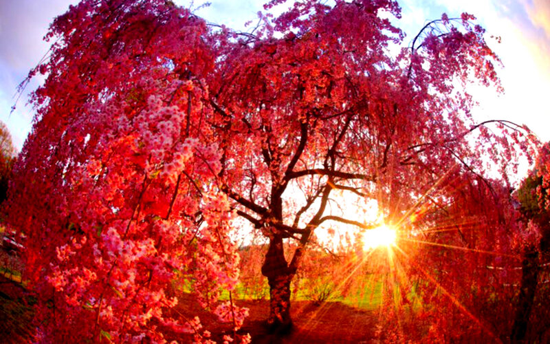 Cherry Blossom Tree — Pink, Dramatic, Sunset, Photograph