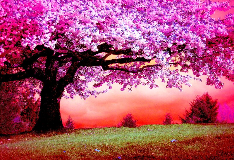 Cherry Blossom Tree — Pink, Dramatic, Sunset