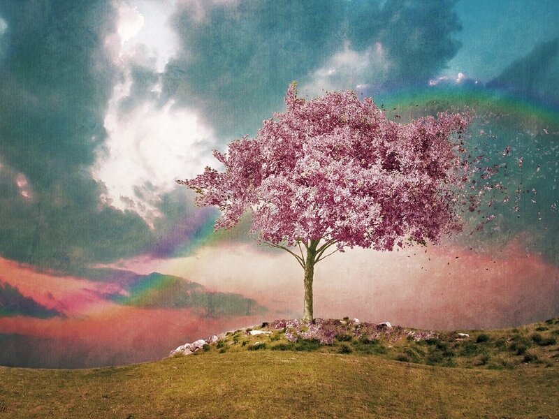 Cherry Blossom Tree — Pink, Dreamy, Spring