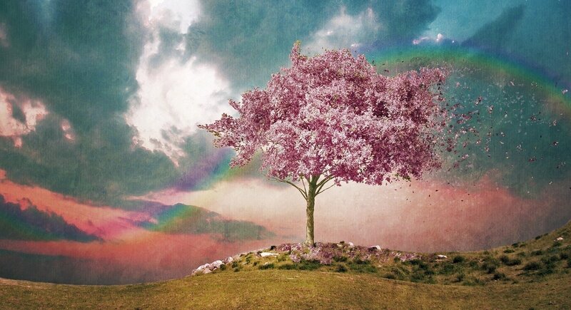 Cherry Blossom Tree — Pink, Dreamy, Sunset
