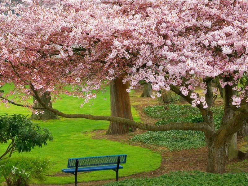 Cherry Blossom Tree — Pink, Green
