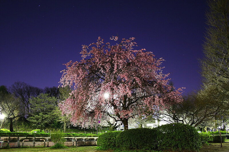 Cherry Blossom Tree — Pink, Serene, Night, Photograph