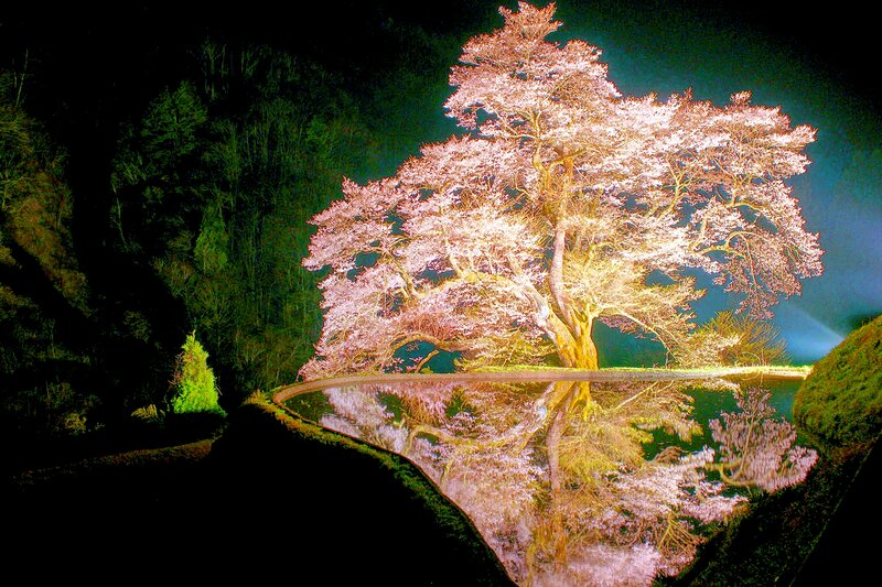 Cherry Blossom Tree — Pink, Serene, Night