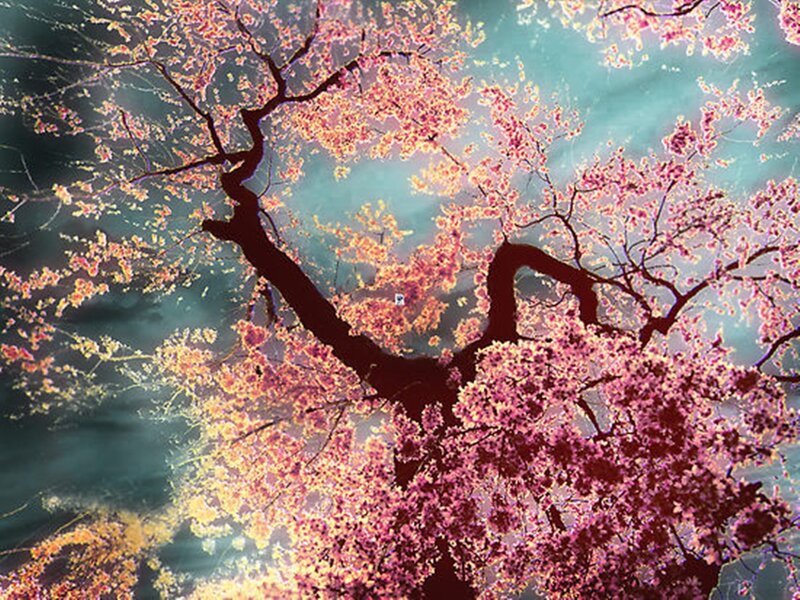 Cherry Blossom Tree — Pink, Serene, Spring, Digital Art, Branches