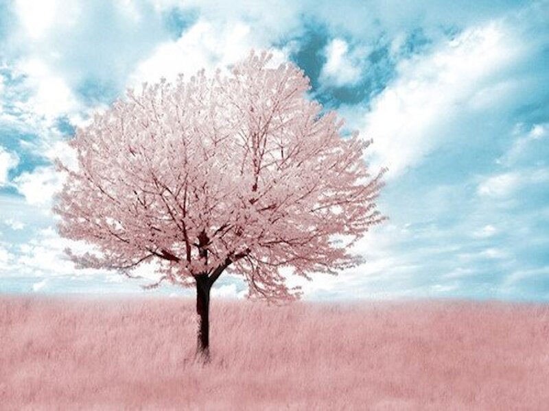 Cherry Blossom Tree — Pink, Serene, Spring, Digital Art, Field