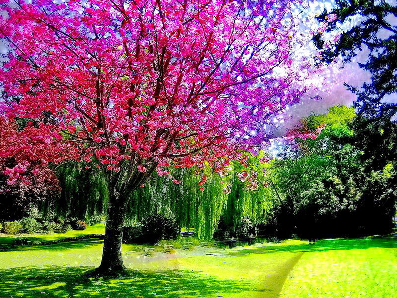 Cherry Blossom Tree — Pink, Serene, Spring, Digital Art, Weeping Willow
