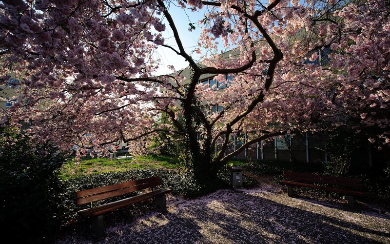 Cherry Blossom Tree — Pink, Serene, Spring, Photograph, Bench, Building, Path