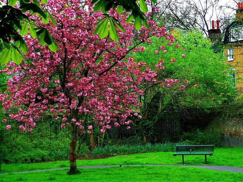 Cherry Blossom Tree — Pink, Serene, Spring, Photograph, Bench, Building