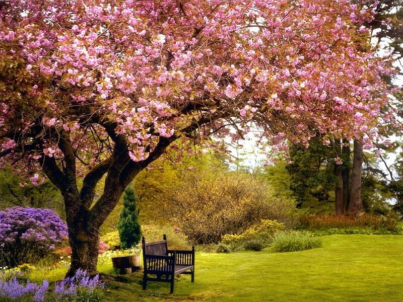 Cherry Blossom Tree — Pink, Serene, Spring, Photograph, Bench, Flowers