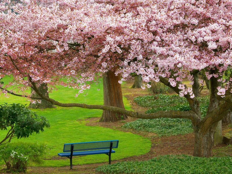 Cherry Blossom Tree — Pink, Serene, Spring, Photograph, Bench, Grass, Path, Green, Brown
