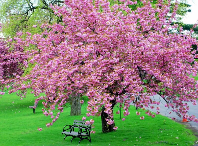 Cherry Blossom Tree — Pink, Serene, Spring, Photograph, Bench, Grass, Road
