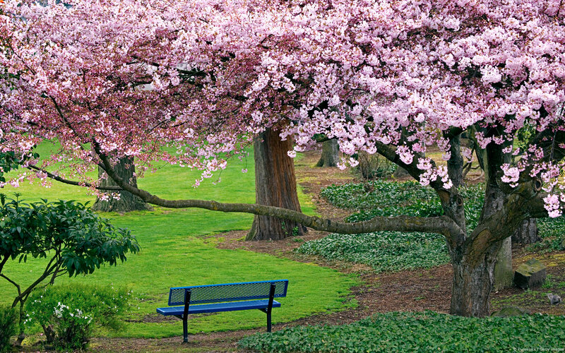Cherry Blossom Tree — Pink, Serene, Spring, Photograph, Bench, Grass, Shrub