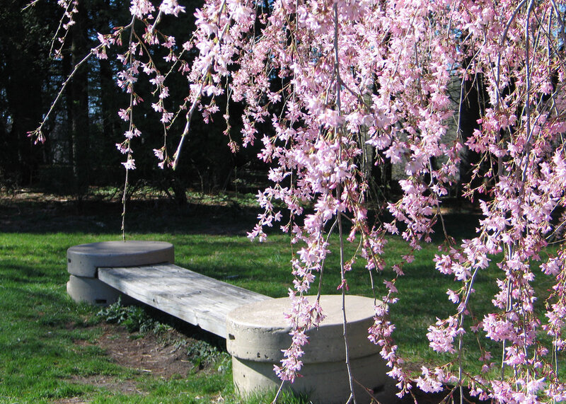 Cherry Blossom Tree — Pink, Serene, Spring, Photograph, Bench, Grass