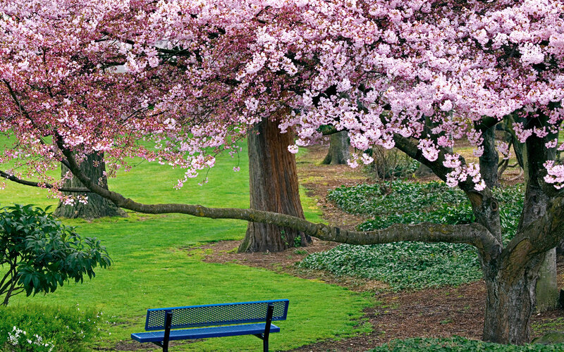 Cherry Blossom Tree — Pink, Serene, Spring, Photograph, Bench, Grass, Tree Trunk