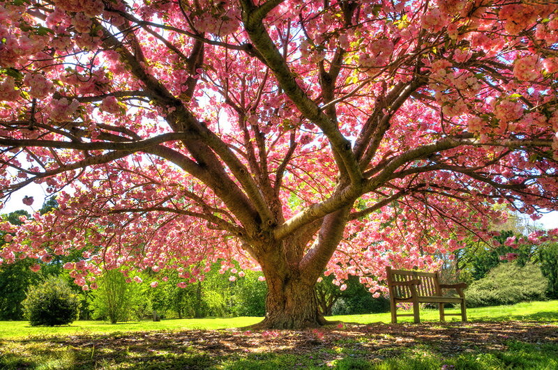 Cherry Blossom Tree — Pink, Serene, Spring, Photograph, Bench, Grass, Trees