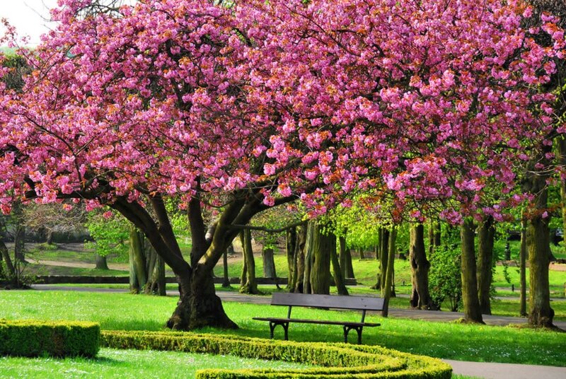 Cherry Blossom Tree — Pink, Serene, Spring, Photograph, Bench, Hedge