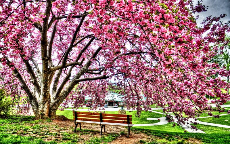Cherry Blossom Tree — Pink, Serene, Spring, Photograph, Bench, Park, Path