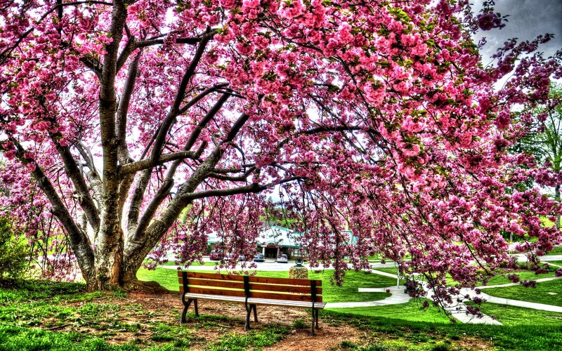 Cherry Blossom Tree — Pink, Serene, Spring, Photograph, Bench, Park
