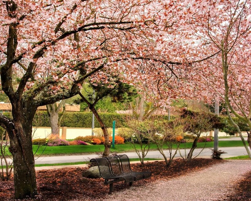 Cherry Blossom Tree — Pink, Serene, Spring, Photograph, Bench, Path