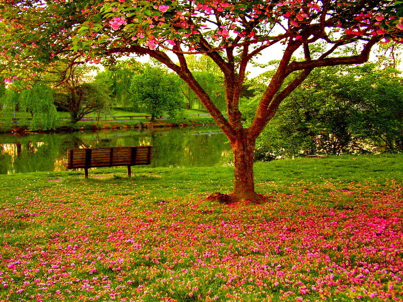 Cherry Blossom Tree — Pink, Serene, Spring, Photograph, Bench, Pond