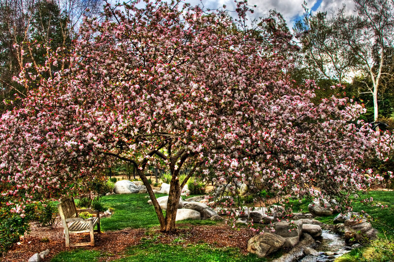 Cherry Blossom Tree — Pink, Serene, Spring, Photograph, Bench