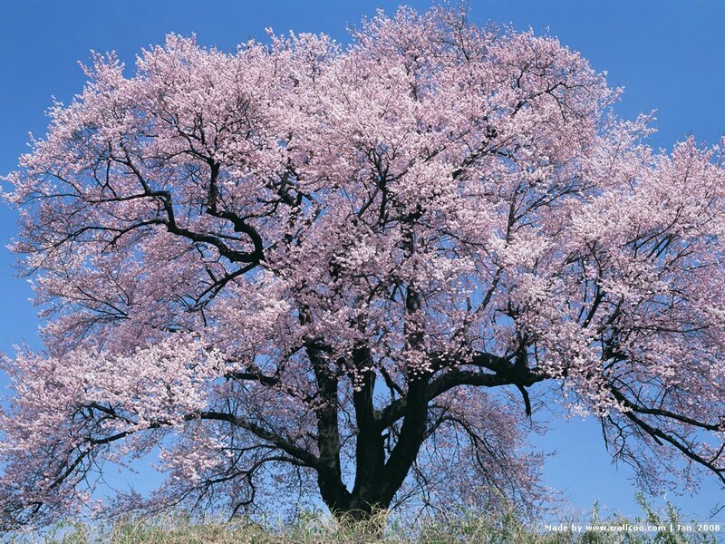 Cherry Blossom Tree — Pink, Serene, Spring, Photograph, Blue Sky