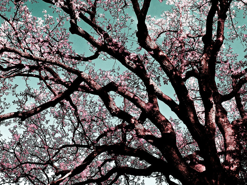 Cherry Blossom Tree — Pink, Serene, Spring, Photograph, Branches, Flowers, Sky, Teal