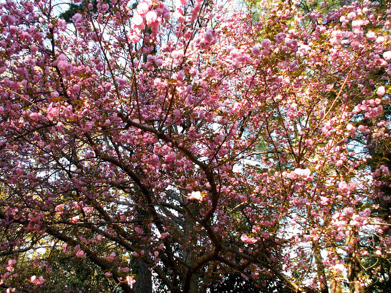 Cherry Blossom Tree — Pink, Serene, Spring, Photograph, Branches, Flowers, Sky