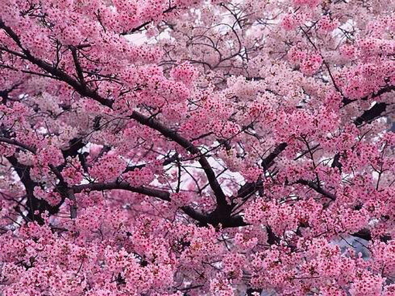 Cherry Blossom Tree — Pink, Serene, Spring, Photograph, Branches, Flowers