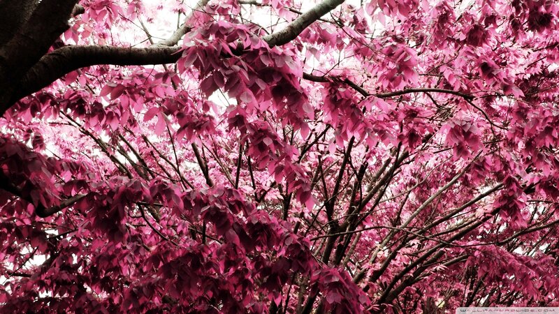 Cherry Blossom Tree — Pink, Serene, Spring, Photograph, Branches, Leaves
