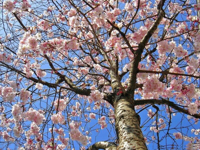 Cherry Blossom Tree — Pink, Serene, Spring, Photograph, Branches, Sky