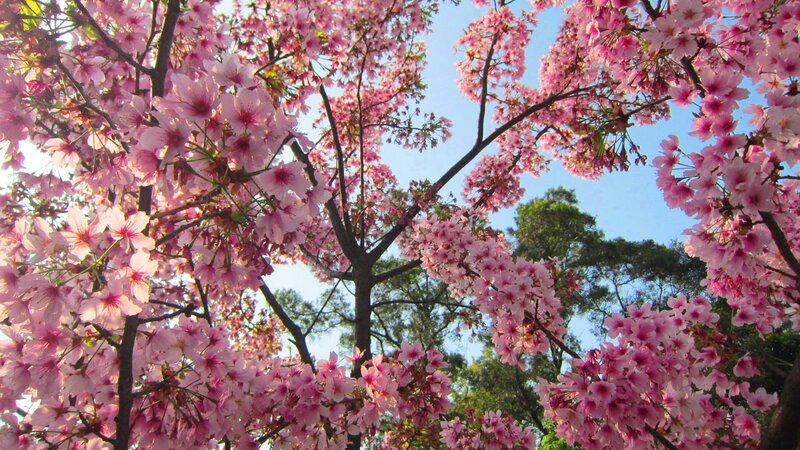 Cherry Blossom Tree — Pink, Serene, Spring, Photograph, Branches, Sky, Trees
