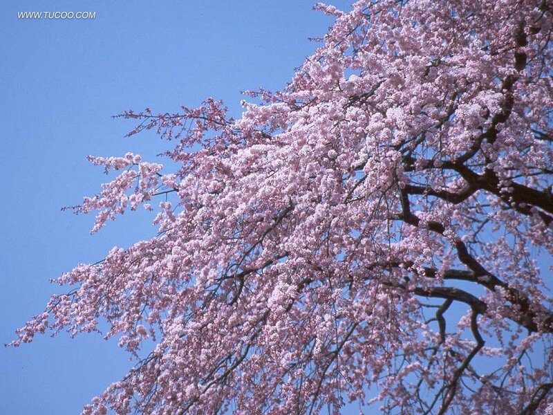 Cherry Blossom Tree — Pink, Serene, Spring, Photograph, Branches