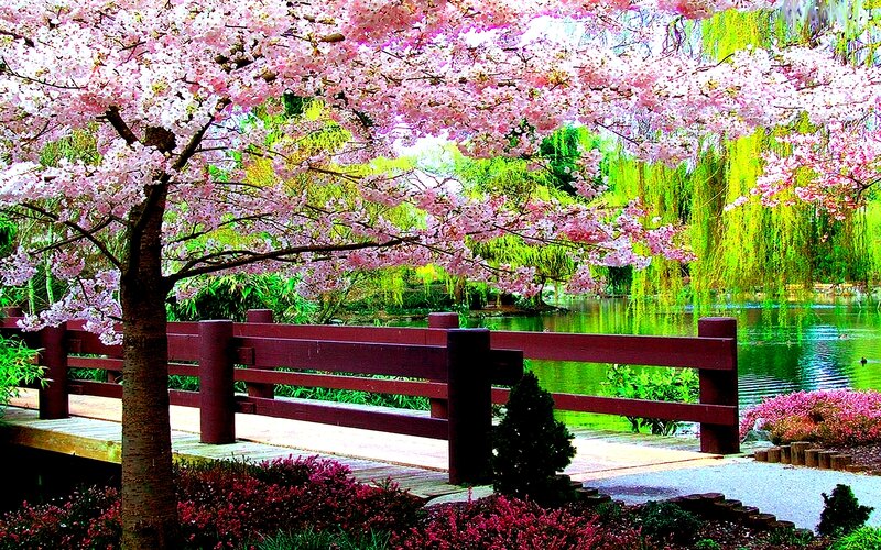 Cherry Blossom Tree — Pink, Serene, Spring, Photograph, Bridge, Pond
