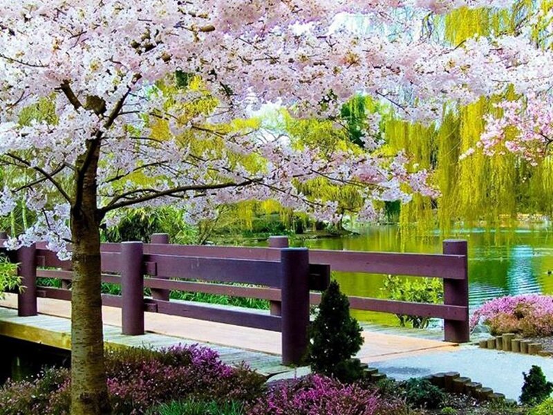 Cherry Blossom Tree — Pink, Serene, Spring, Photograph, Bridge, Pond, Willow Tree