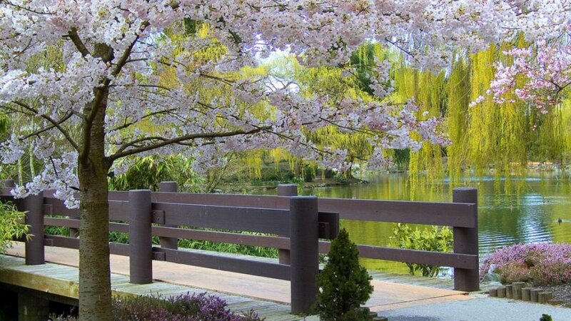 Cherry Blossom Tree — Pink, Serene, Spring, Photograph, Bridge