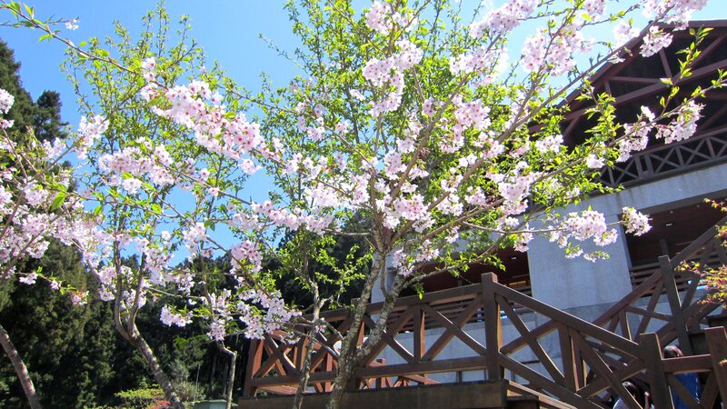 Cherry Blossom Tree — Pink, Serene, Spring, Photograph, Building, Stairs