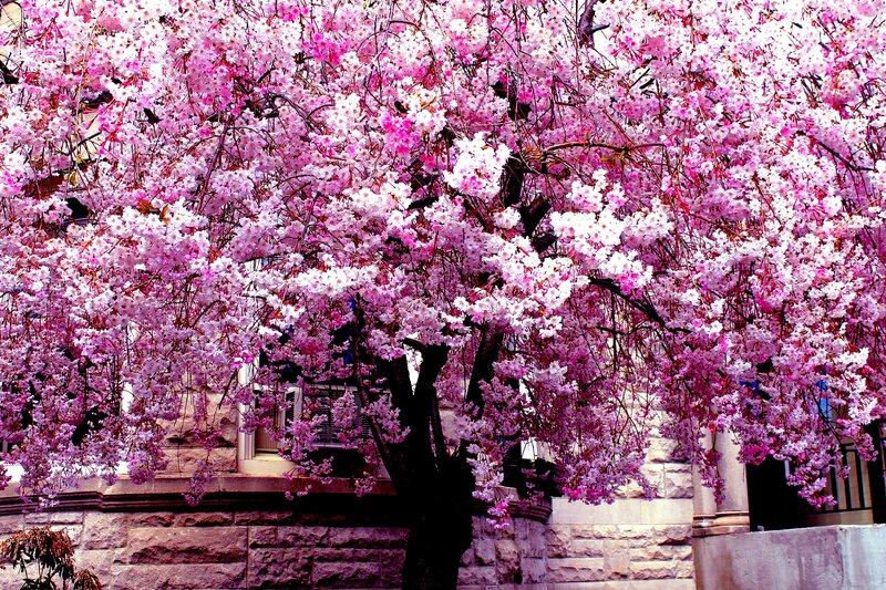 Cherry Blossom Tree — Pink, Serene, Spring, Photograph, Building, Stone Wall