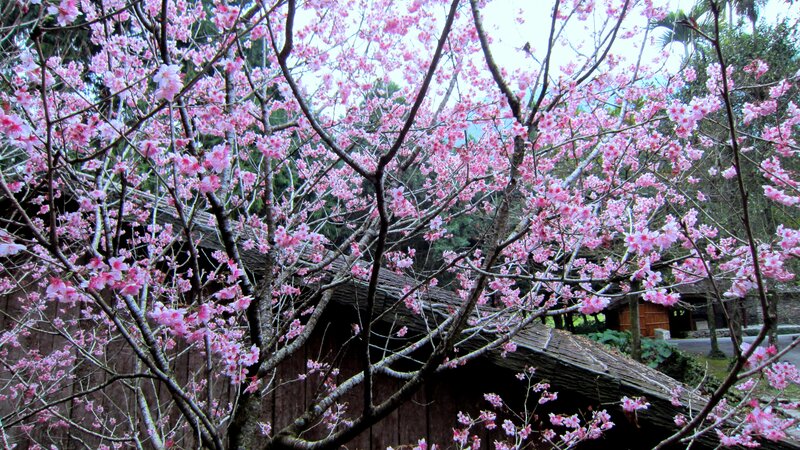 Cherry Blossom Tree — Pink, Serene, Spring, Photograph, Building