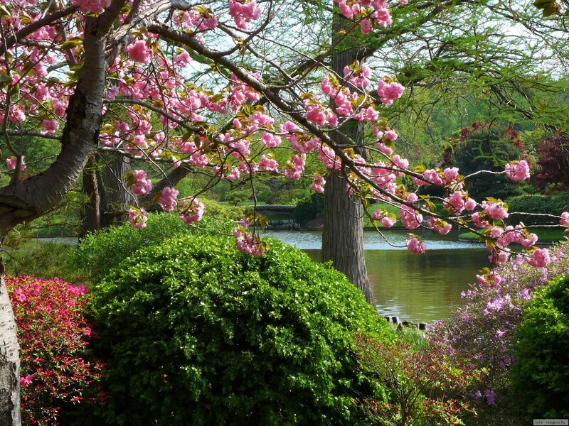 Cherry Blossom Tree — Pink, Serene, Spring, Photograph, Bushes