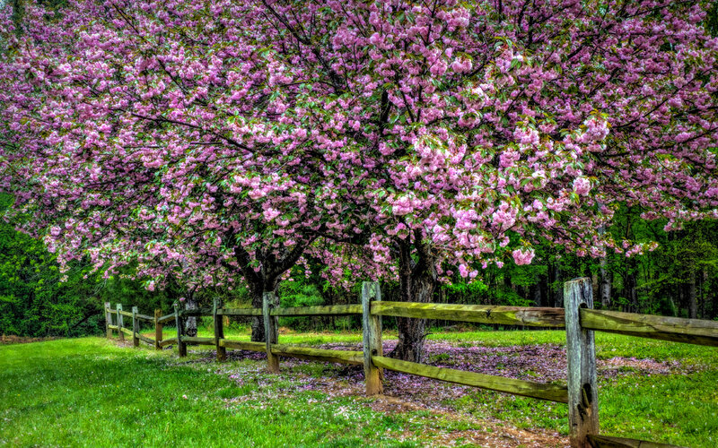 Cherry Blossom Tree — Pink, Serene, Spring, Photograph, Fence