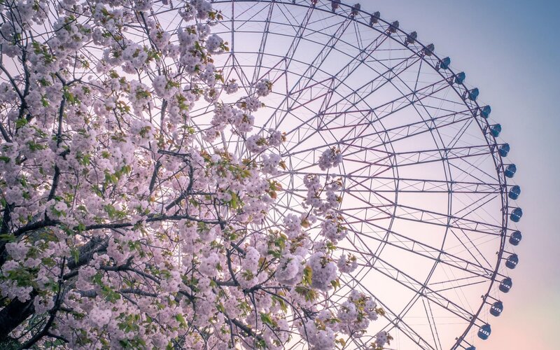 Cherry Blossom Tree — Pink, Serene, Spring, Photograph, Ferris Wheel
