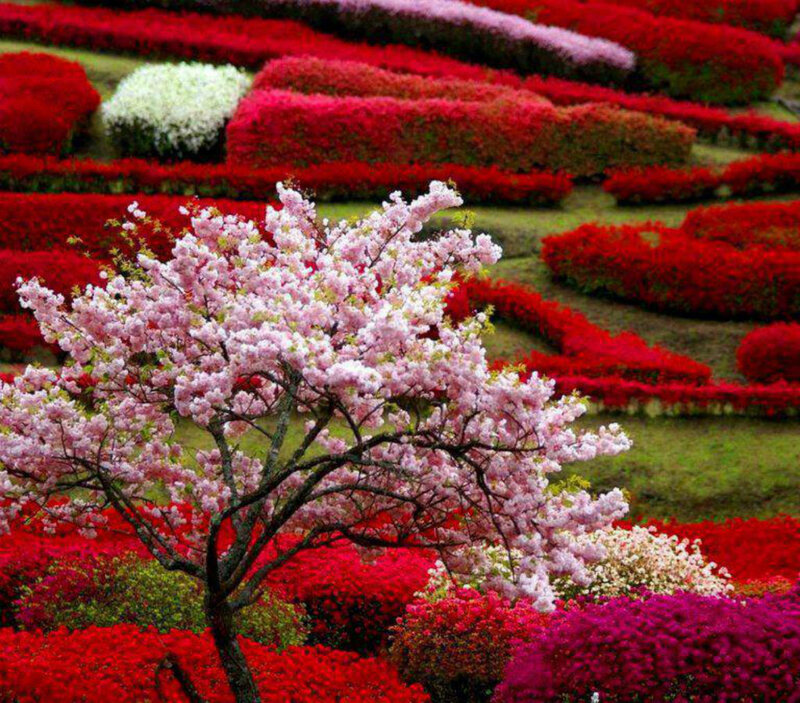 Cherry Blossom Tree — Pink, Serene, Spring, Photograph, Flower Beds, Hedges