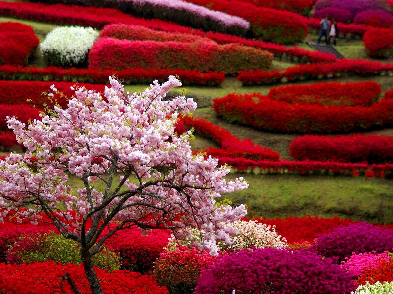 Cherry Blossom Tree — Pink, Serene, Spring, Photograph, Flower Beds