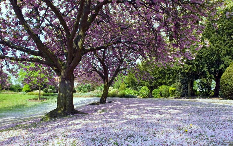 Cherry Blossom Tree — Pink, Serene, Spring, Photograph, Flower Petals