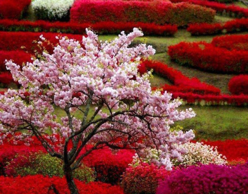 Cherry Blossom Tree — Pink, Serene, Spring, Photograph, Flowering Tree