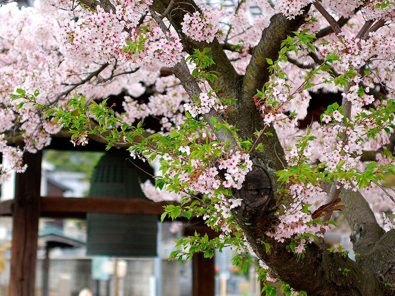 Cherry Blossom Tree — Pink, Serene, Spring, Photograph, Flowers, Bell