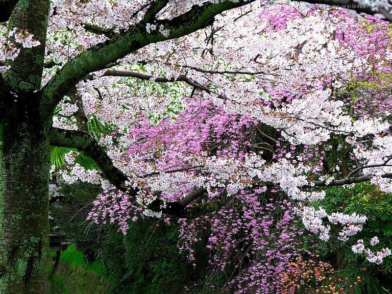 Cherry Blossom Tree — Pink, Serene, Spring, Photograph, Flowers, Branches, Greenery