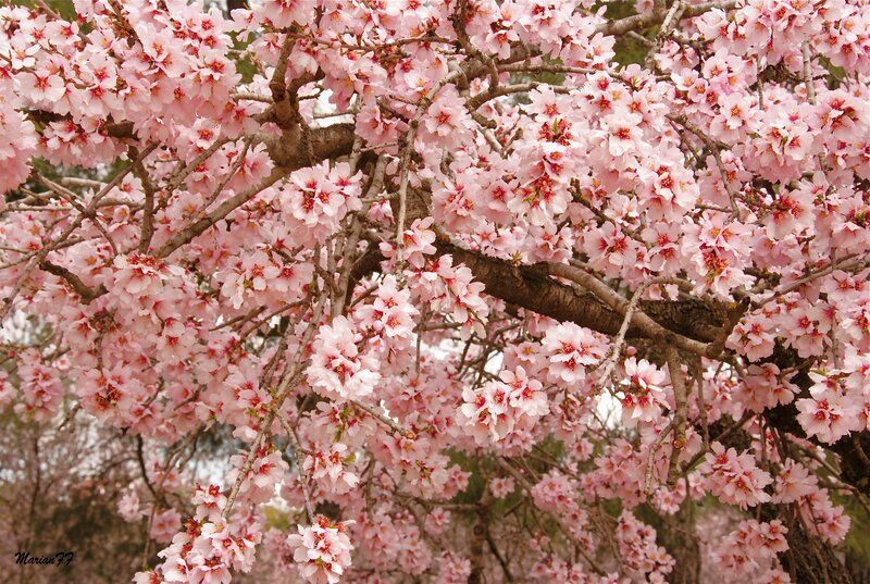 Cherry Blossom Tree — Pink, Serene, Spring, Photograph, Flowers, Branches, Sky, Brown