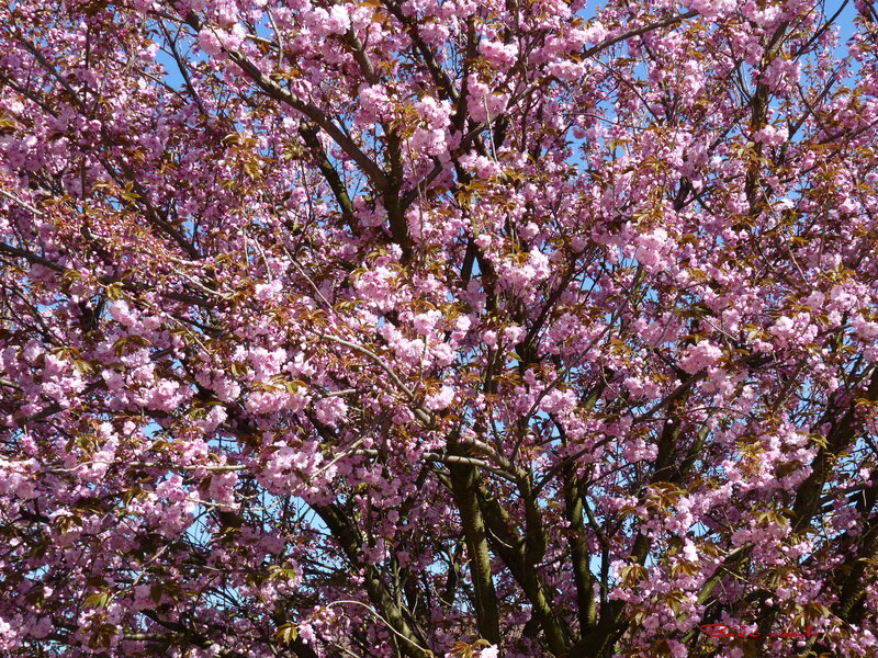 Cherry Blossom Tree — Pink, Serene, Spring, Photograph, Flowers, Branches, Sky